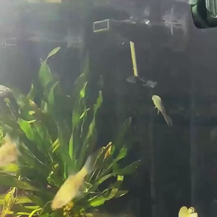 Telescopic Aquarium Algae Scraper & Car Mirror Wiper